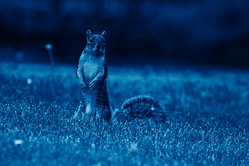 Squirrel Standing Atop Fresh Cut Grass On Hind Legs (Blue Shade Photo)