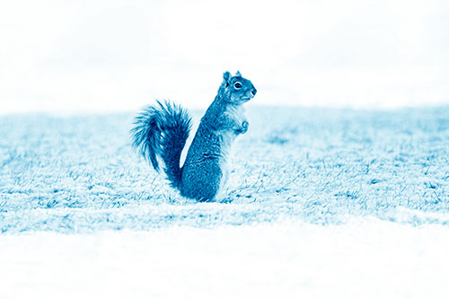 Squirrel Standing On Snowy Patch Of Grass (Blue Shade Photo)