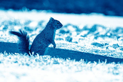 Squirrel Standing Upwards On Hind Legs (Blue Shade Photo)