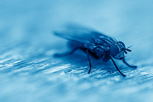 Standing Cluster Fly Resting Atop Wood (Blue Shade)