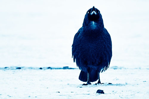 Standing Crow Cawing Loudly (Blue Shade Photo)