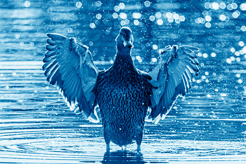 Standing Mallard Duck Flapping Wings Among Shore (Blue Shade)