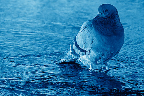Standing Pigeon Gandering Atop River Water (Blue Shade Photo)