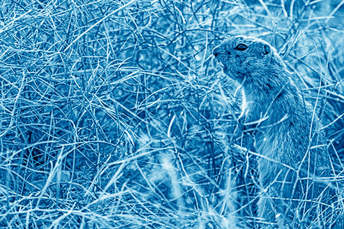 Standing Prairie Dog Snarls Towards Intruders (Blue Shade)