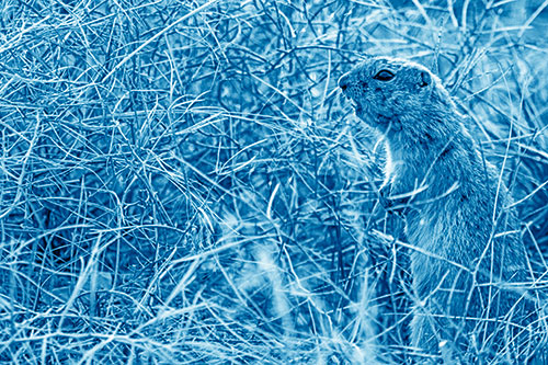 Standing Prairie Dog Snarls Towards Intruders (Blue Shade Photo)