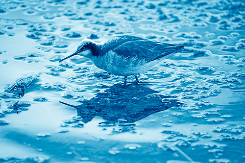 Standing Sandpiper Wading In Shallow Algae Filled Lake Water (Blue Shade Photo)