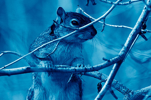 Standing Squirrel Peeking Over Tree Branch (Blue Shade)