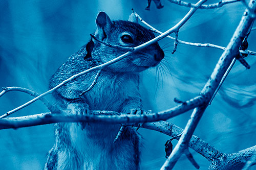 Standing Squirrel Peeking Over Tree Branch (Blue Shade Photo)