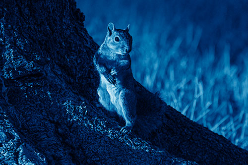 Standing Squirrel Poses Among Sloping Tree Stump (Blue Shade)