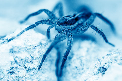 Standing Wolf Spider Guarding Rock Top (Blue Shade Photo)
