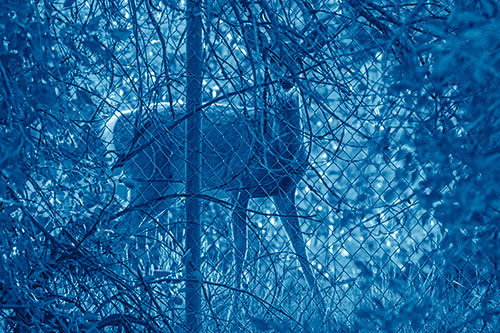 Startled White Tailed Deer Freezes Behind Chain Link Fence (Blue Shade)