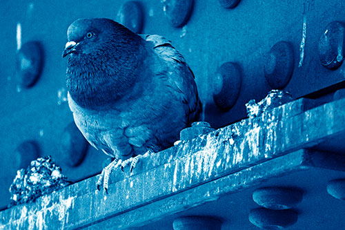 Steel Beam Perched Pigeon Keeping Watch (Blue Shade Photo)