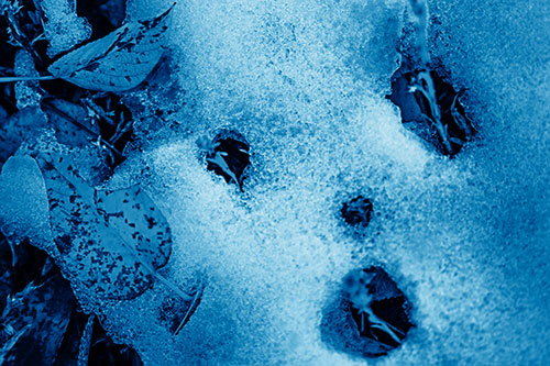 Stem Shocked Snow Face Among Fallen Leaves (Blue Shade)