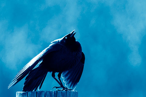 Stomping Grackle Croaking Atop Wooden Fence Post (Blue Shade Photo)