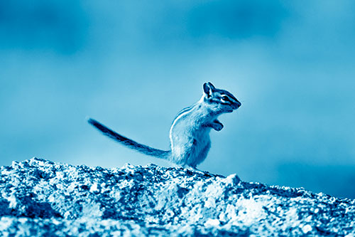 Straight Tailed Standing Chipmunk Clenching Paws (Blue Shade Photo)