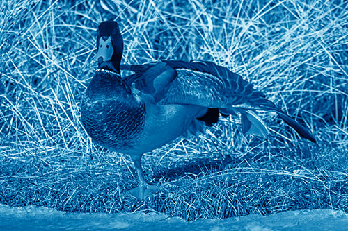 Stretching Mallard Duck Along Icy River Shoreline (Blue Shade Photo)