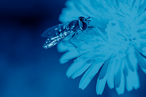 Striped Hoverfly Pollinating Flower (Blue Shade Photo)