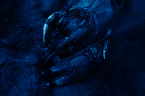 Submerged Crayfish Under Shallow Water (Blue Shade Photo)