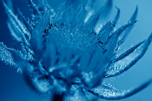 Sunflower Bud Unfurling Towards Sunlight (Blue Shade Photo)