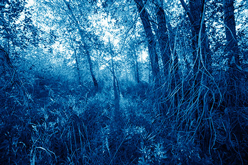 Sunlight Bursts Through Shaded Forest Trees (Blue Shade Photo)
