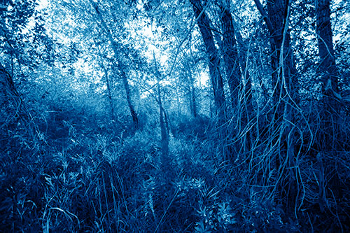 Sunlight Bursts Through Shaded Forest Trees (Blue Shade)