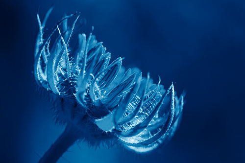 Sunlight Enters Spiky Unfurling Sunflower Bud (Blue Shade Photo)