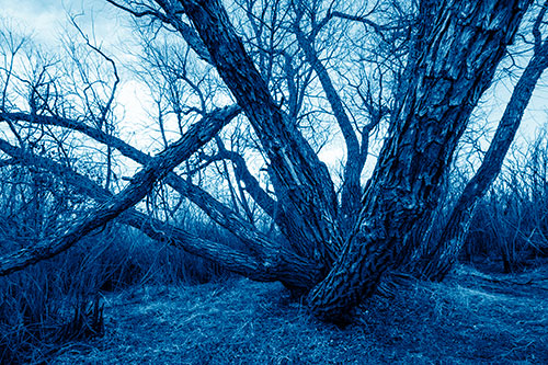 Sunlight Peeking Through Twisting Tree Trunks (Blue Shade)