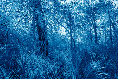 Sunrise Casts Forest Tree Shadows (Blue Shade Photo)