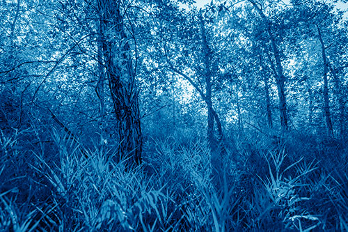 Sunrise Casts Forest Tree Shadows (Blue Shade)