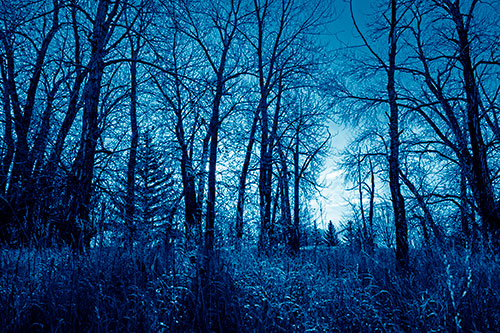 Sunrise Through Snow Covered Trees (Blue Shade Photo)