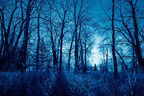 Sunrise Through Snow Covered Trees (Blue Shade)