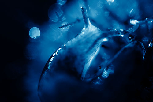 Sunshine Illuminates Translucent Marsh Slug (Blue Shade Photo)