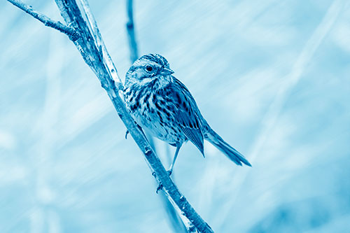 Surfing Song Sparrow Rides Tree Branch (Blue Shade Photo)