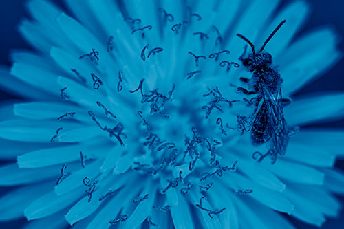 Sweat Bee Collecting Dandelion Pollen (Blue Shade Photo)