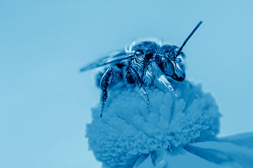 Sweat Bee Collecting Pollen Off Sneezeweed Flower (Blue Shade)