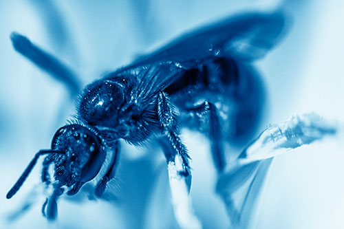 Sweat Bee Enjoying Primrose Flower Pollen (Blue Shade)