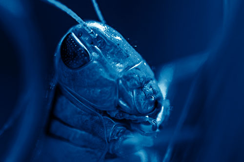 Sweaty Grasshopper Seeking Shade (Blue Shade Photo)