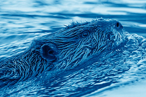 Swimming Beaver Keeping Head Above Water (Blue Shade Photo)