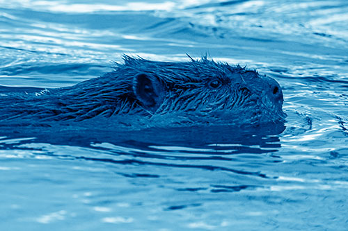 Swimming Beaver Patrols River Surroundings (Blue Shade Photo)