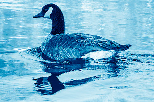 Swimming Goose Ripples Through Water (Blue Shade Photo)