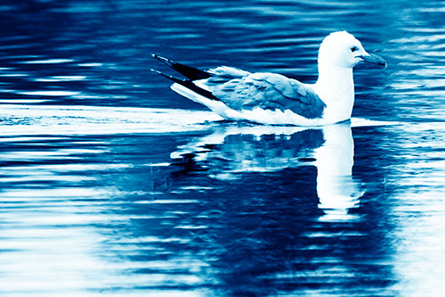 Swimming Seagull Lake Water Reflection (Blue Shade Photo)