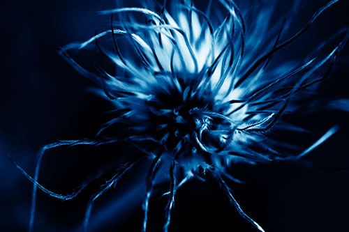 Swirling Pasque Flower Seed Head (Blue Shade Photo)