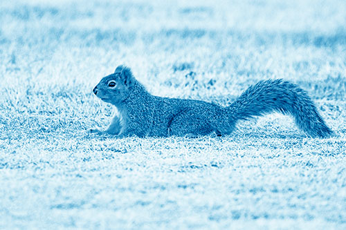 Tail Wagging Squirrel Sitting Among Dead Grass (Blue Shade)