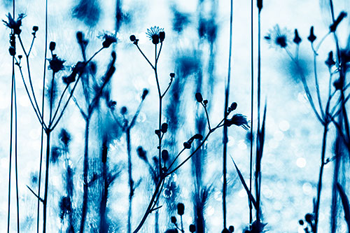 Tall Towering Stemmed Dandelion Flowers (Blue Shade Photo)