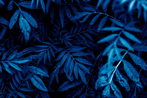 Tattered Fern Plants Emerge From Darkness (Blue Shade Photo)