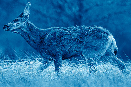 Tense Faced Mule Deer Wanders Among Blowing Grass (Blue Shade Photo)