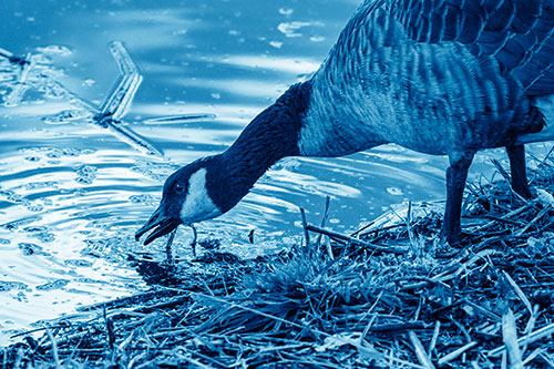Thirsty Canadian Goose Drinking Water Along Shore (Blue Shade)