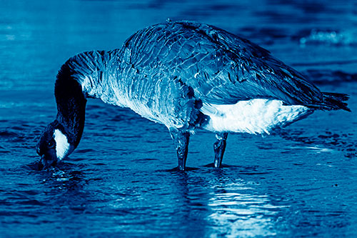 Thirsty Goose Drinking Ice River Water (Blue Shade Photo)