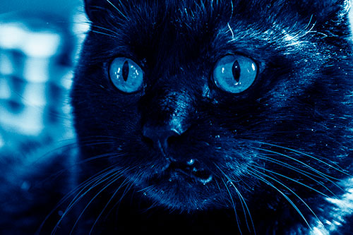 Thirsty Wide Eyed Black Cat (Blue Shade)