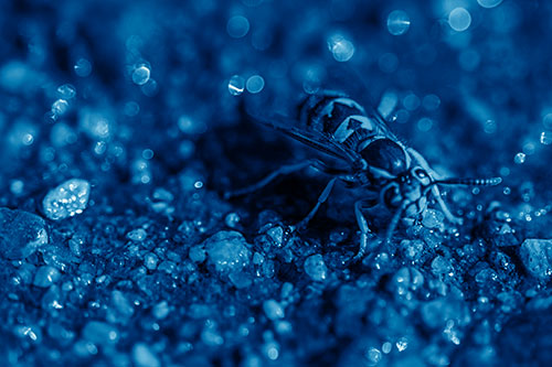 Thirsty Yellowjacket Wasp Among Soaked Sparkling Rocks (Blue Shade Photo)